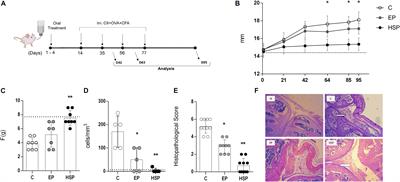 Hsp65-Producing Lactococcocus lactis Prevents Antigen-Induced Arthritis in Mice